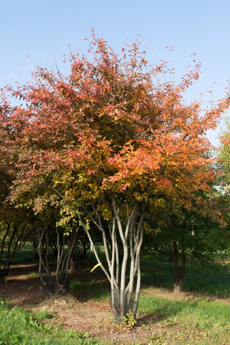 Ирга Ламарка (Amelanchier lamarckii)