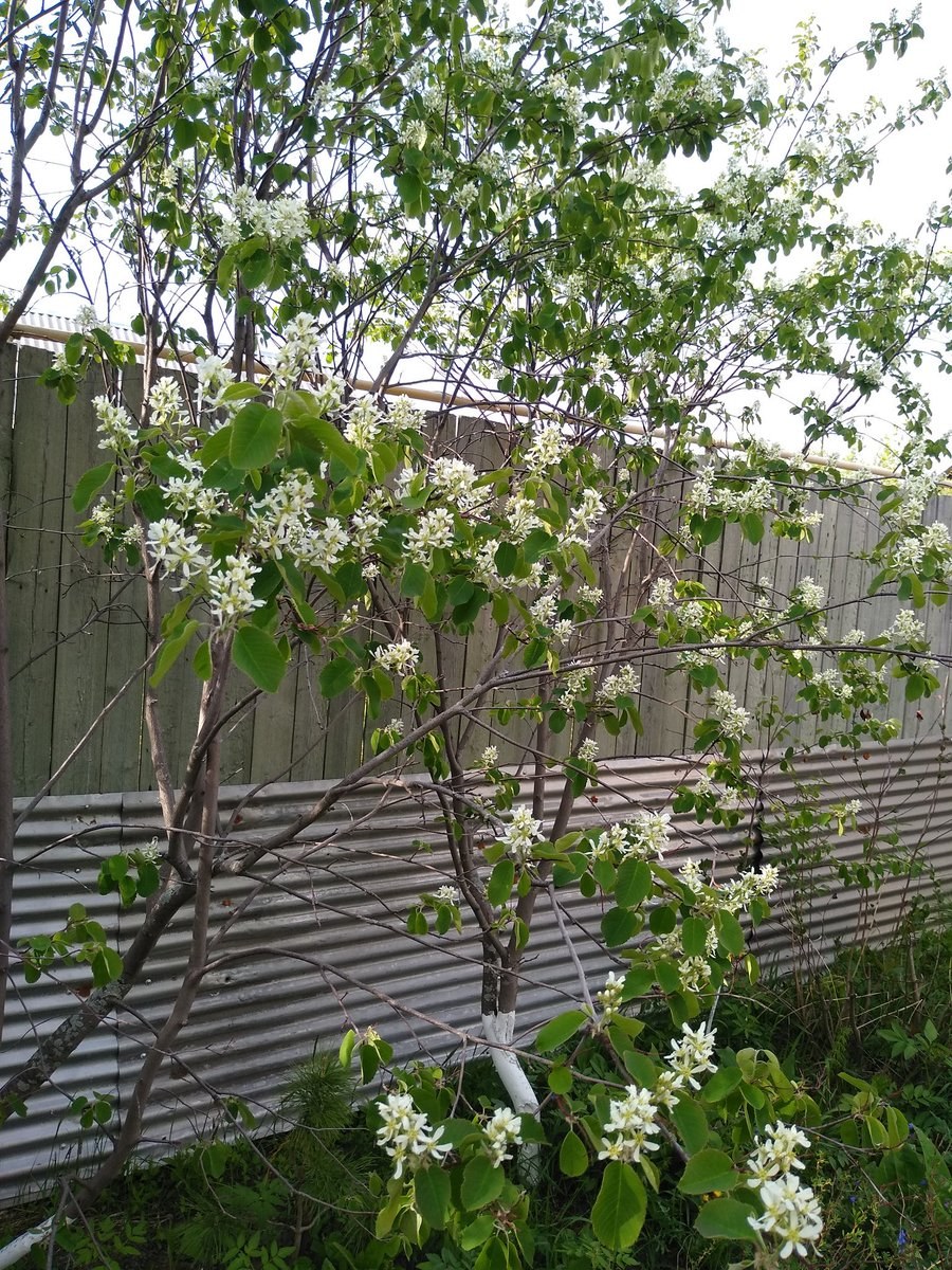 Ирга канадская Ламарка изгороди