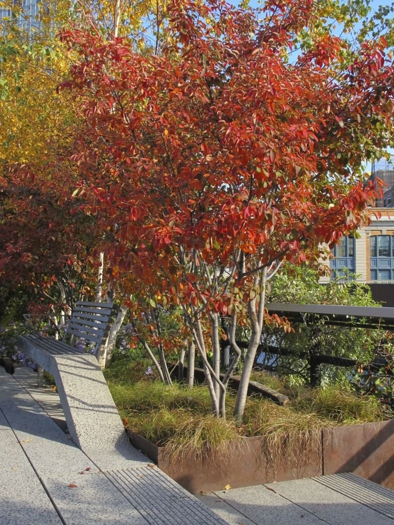 Клен Приречный Гиннала