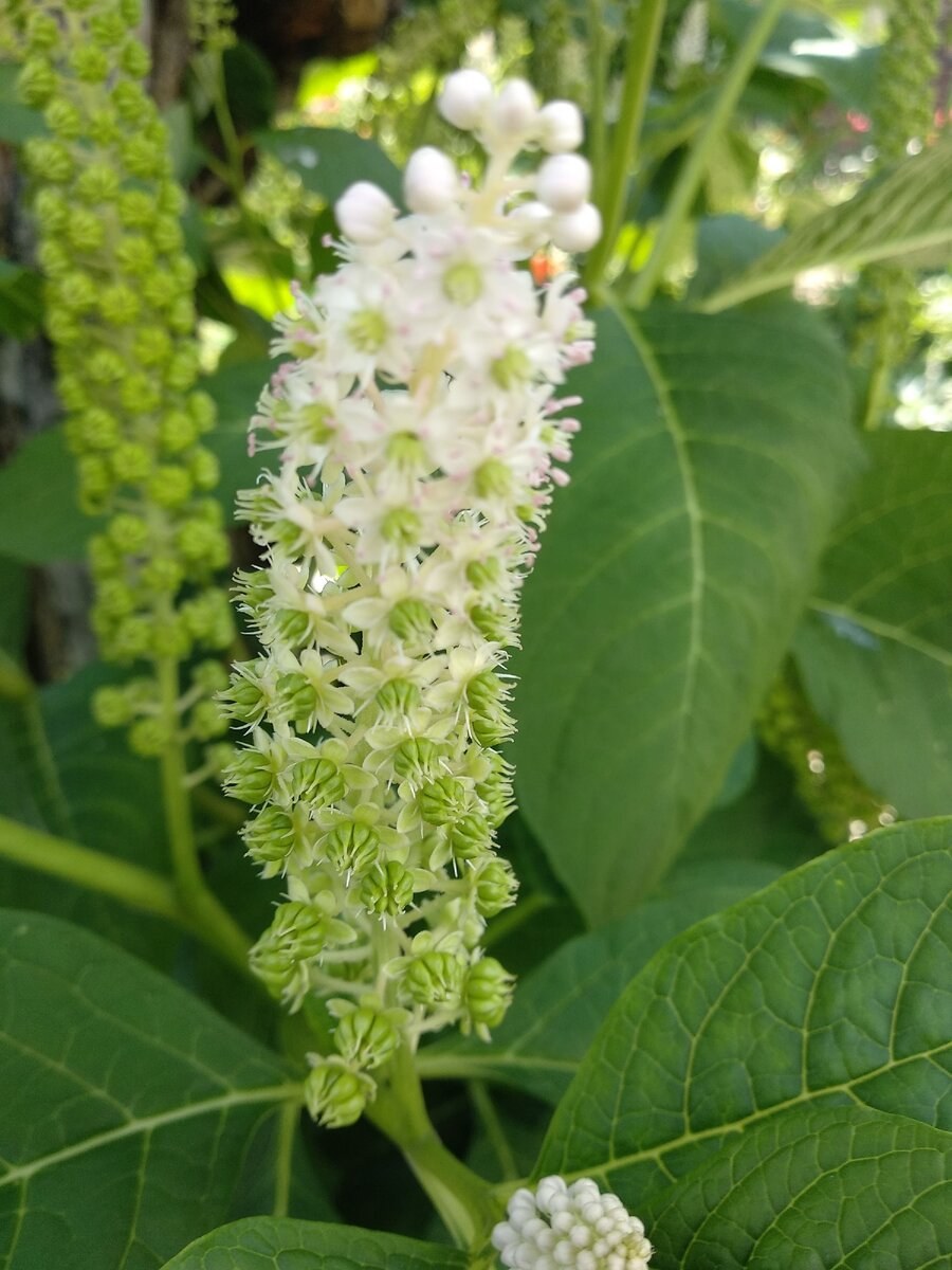 Фитолакка американская 'Silberstein'