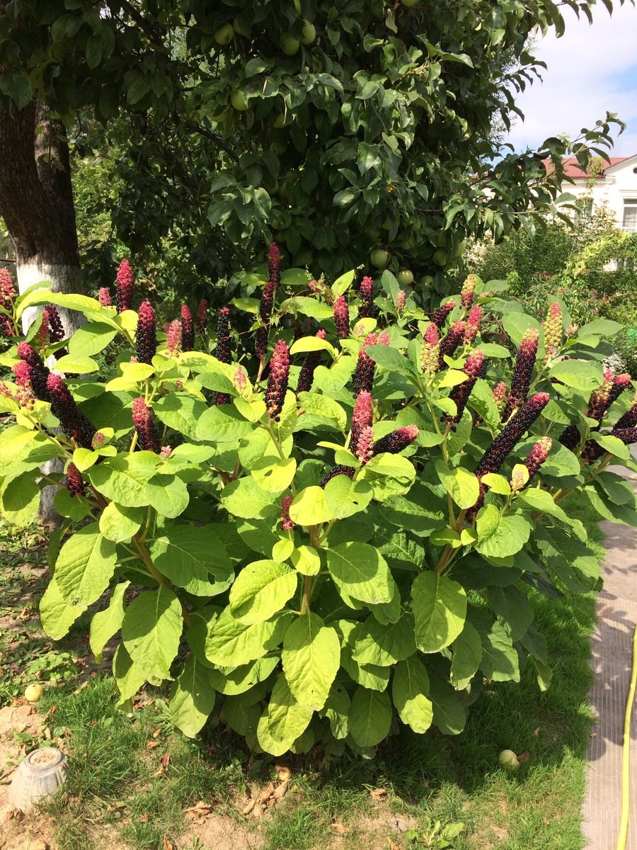 Лаконос американский