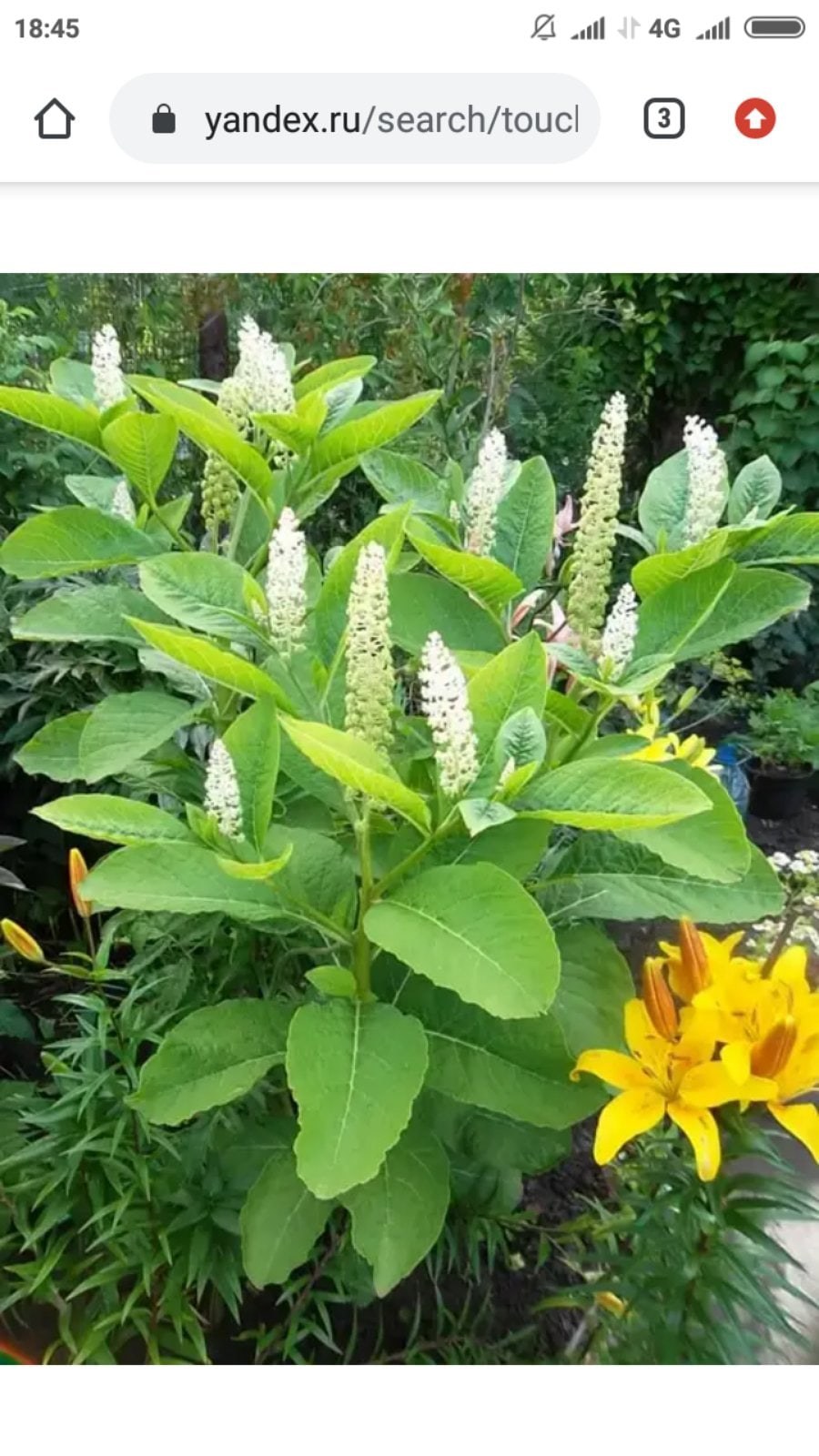 Кустарник лаконос