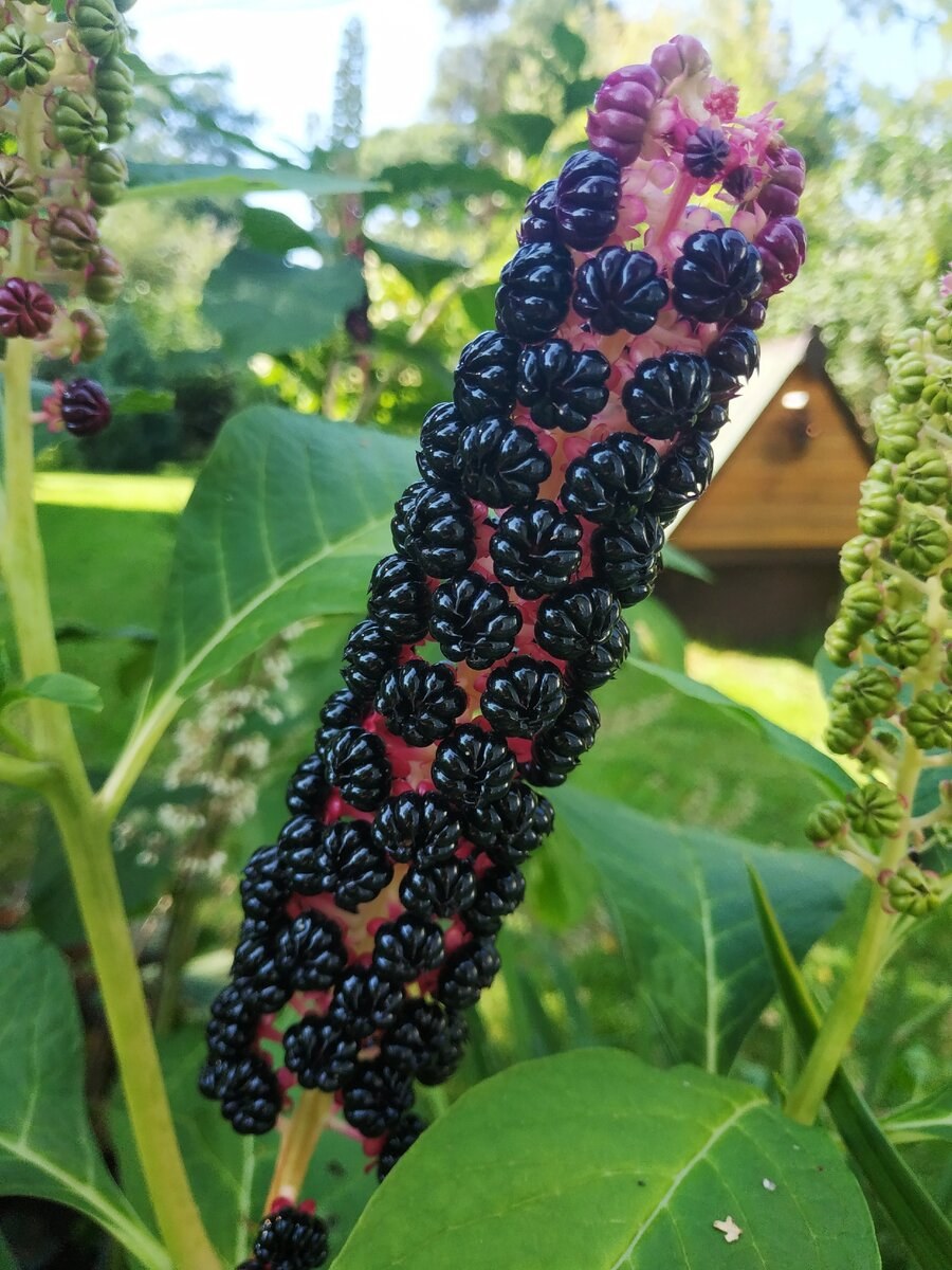 Ревень фитолакка