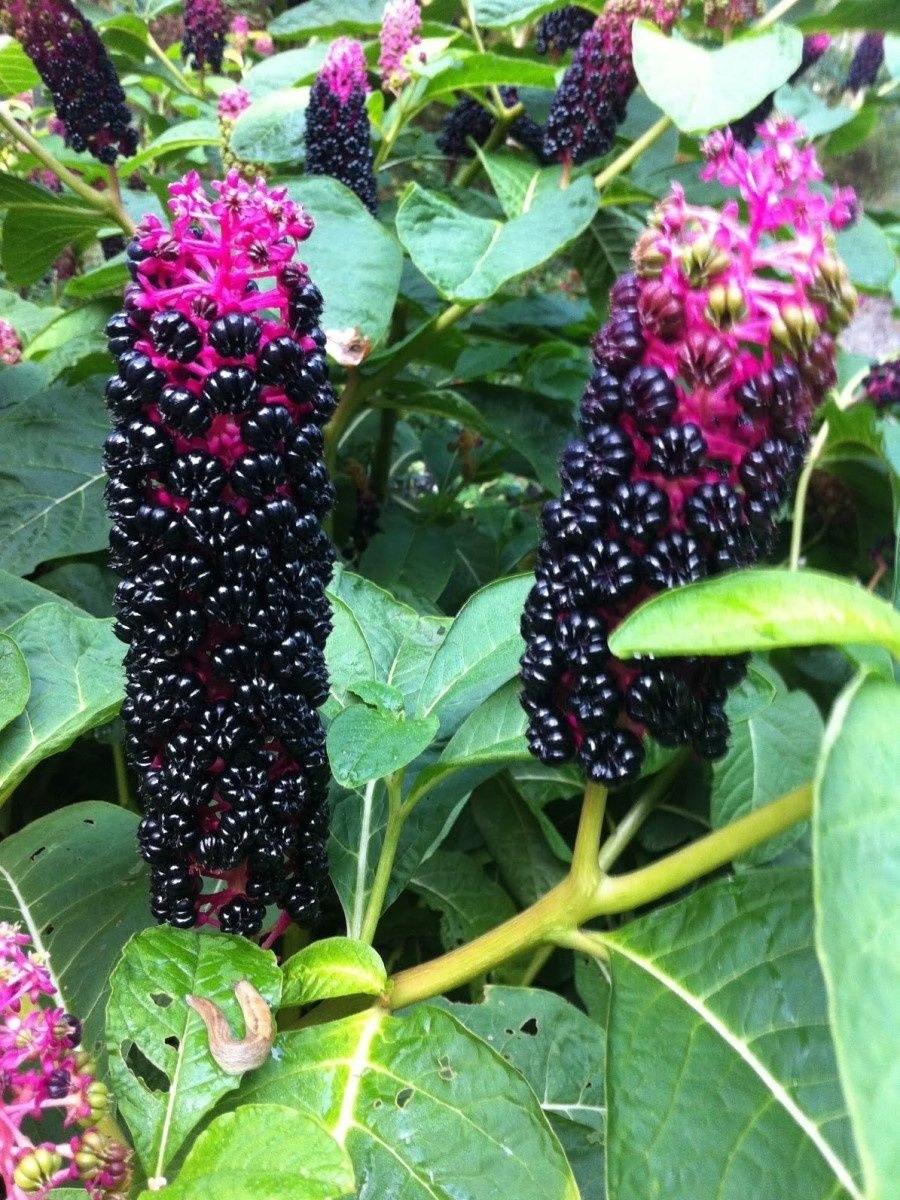 Фитолакка лаконос