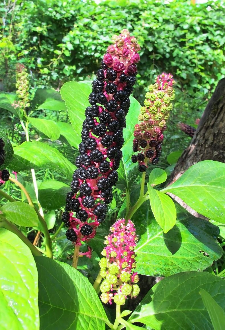 Лаконос ягодный