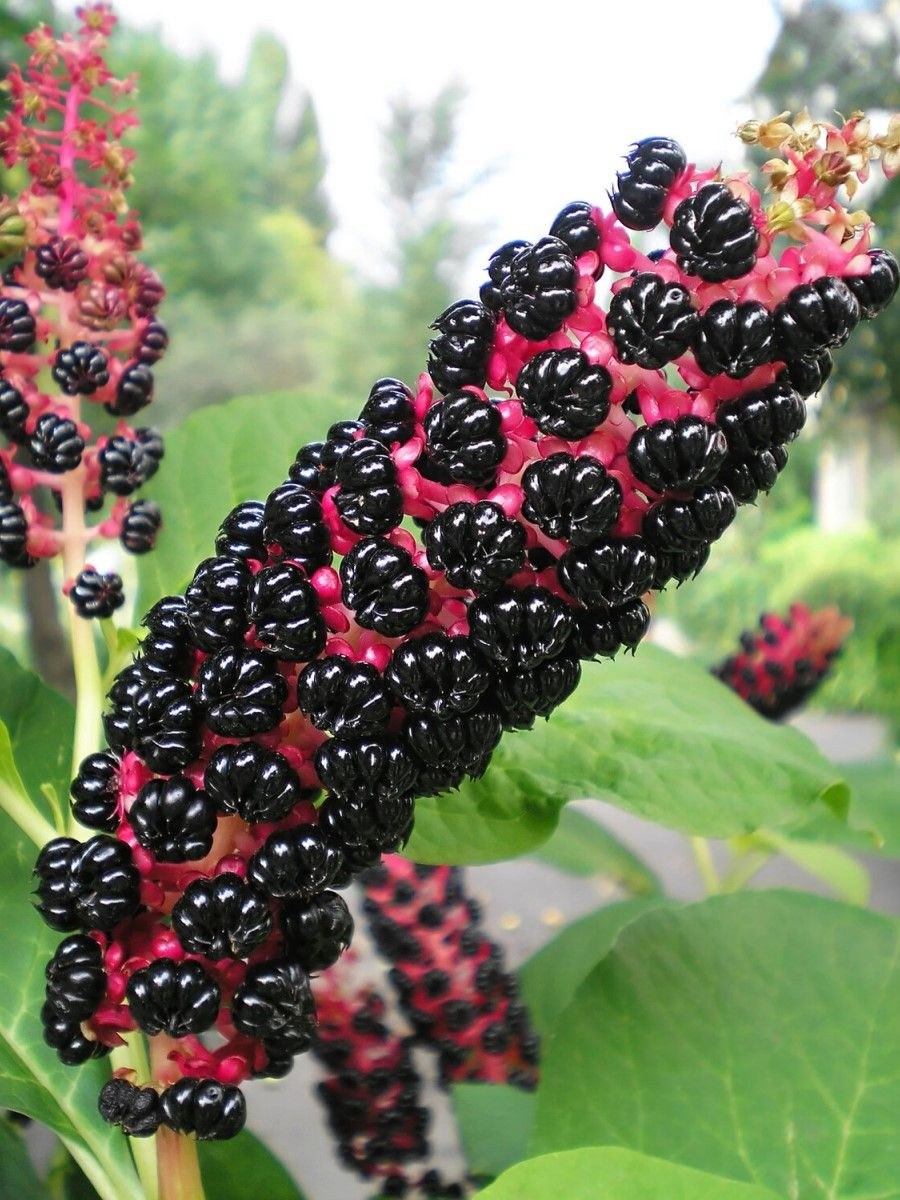 Фитолакка лаконос