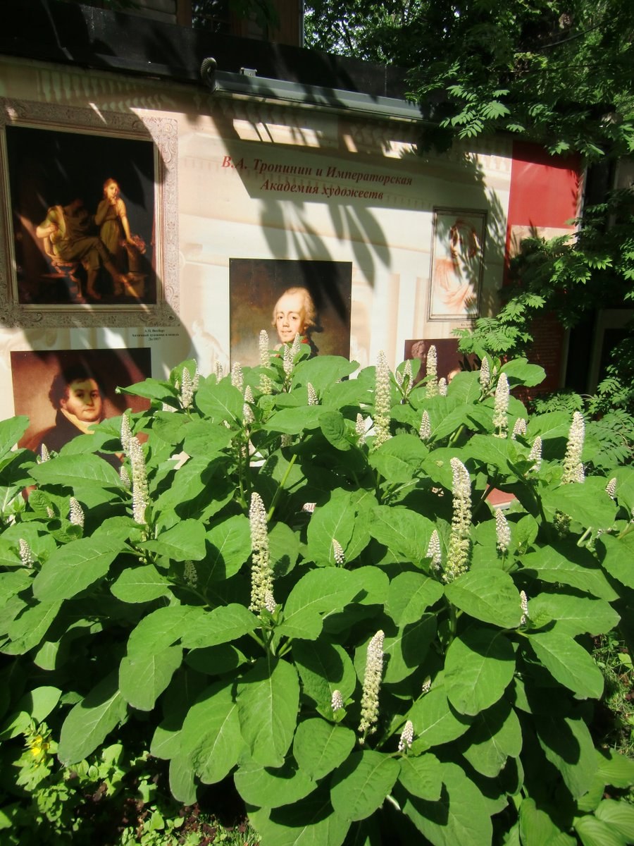 Лаконос цветок