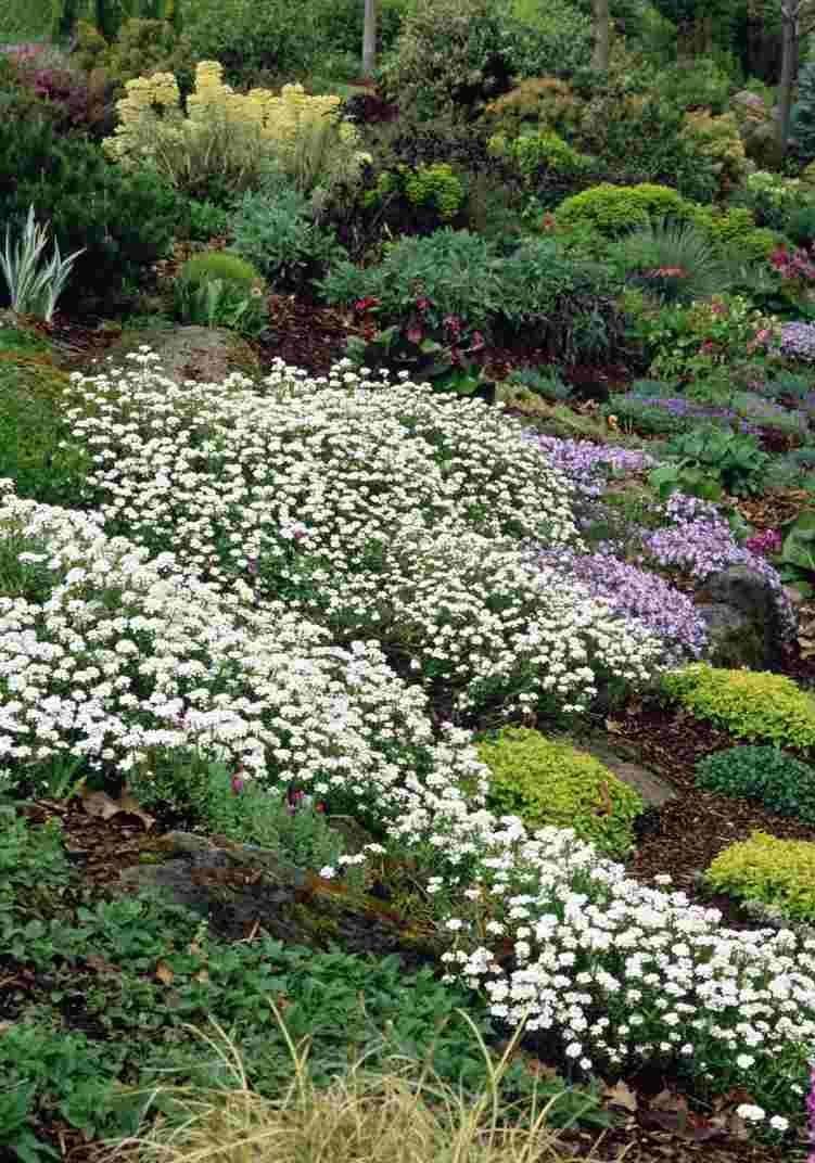 Иберис на клумбе