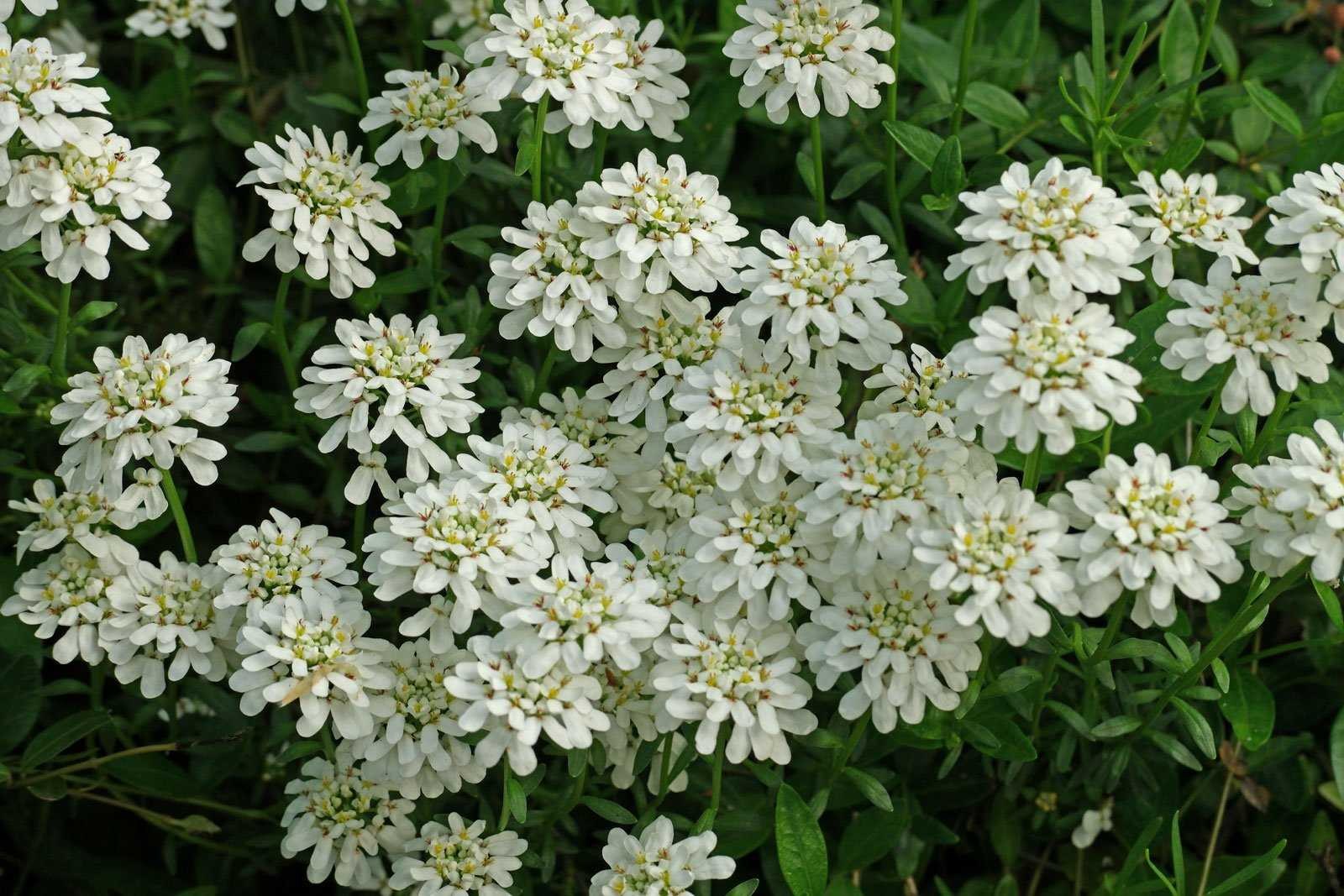 Иберис вечнозеленый tahoe. Иберис однолетний. Иберия цветок многолетний. Иберис однолетний. Иберис зонтичный.