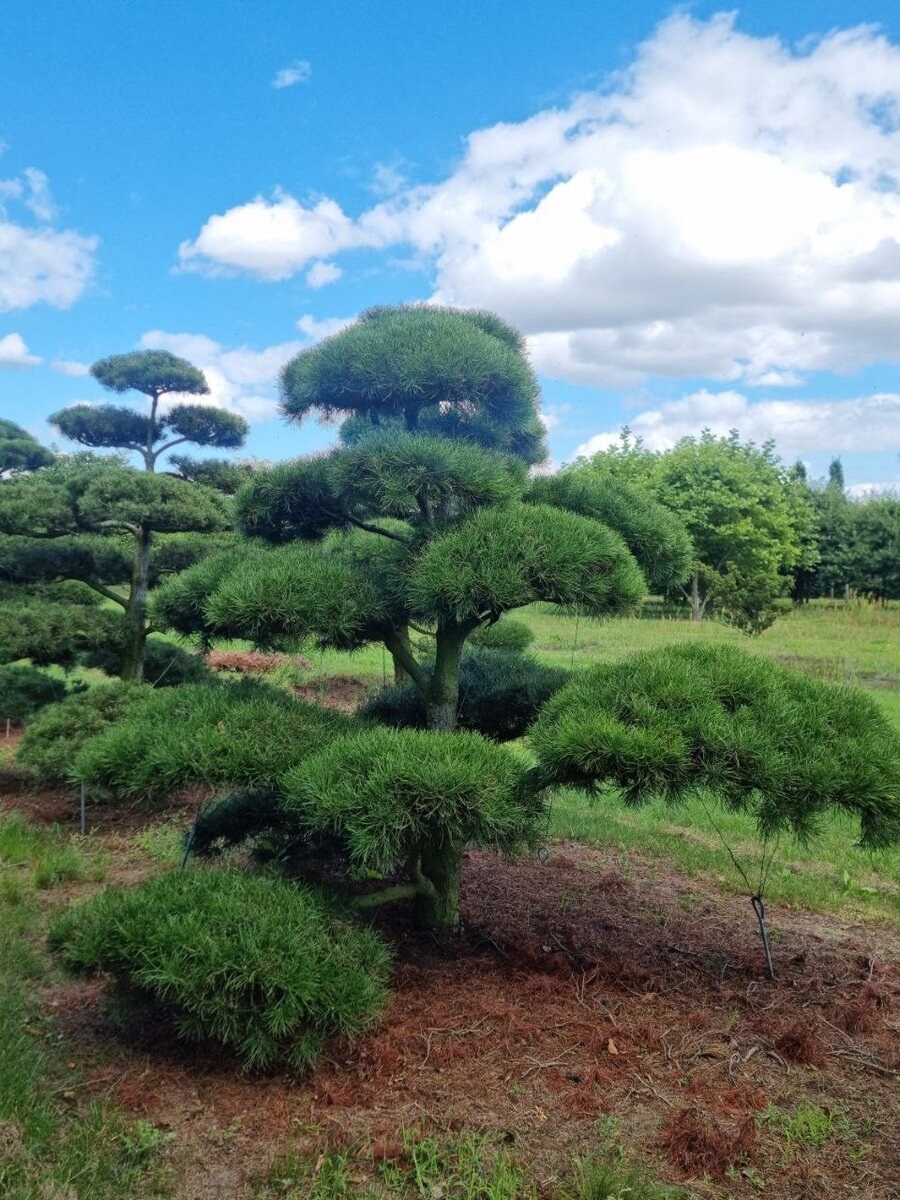 Сосна Горная ниваки