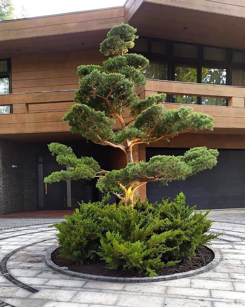 Можжевельник ниваки