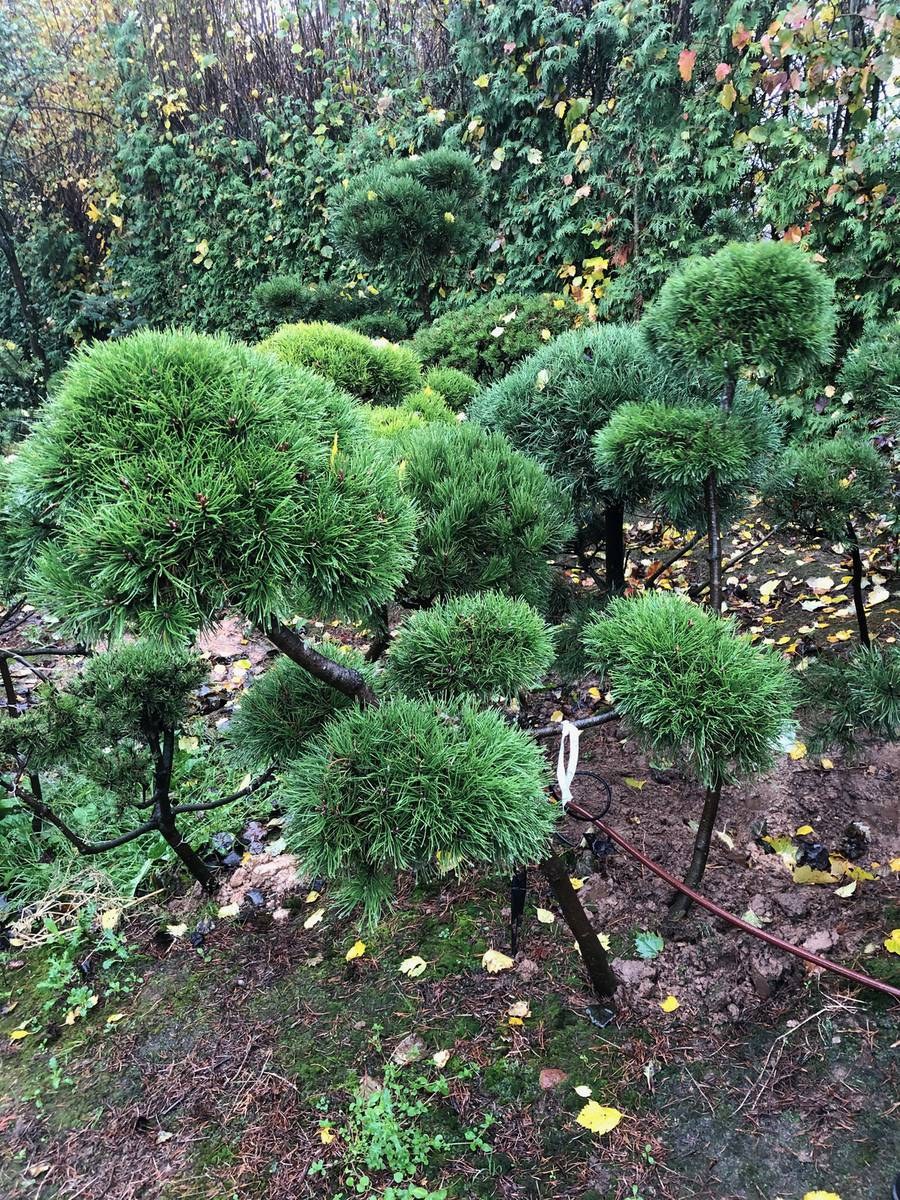 Сосна Мугус ниваки