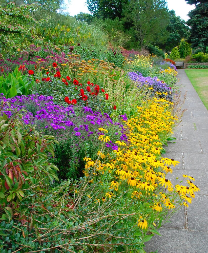 Флоксы в миксбордере