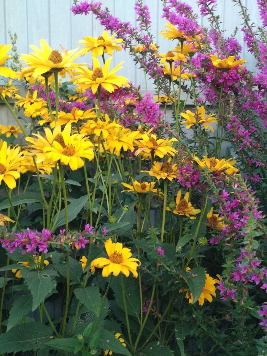 Рудбекия золотой шар