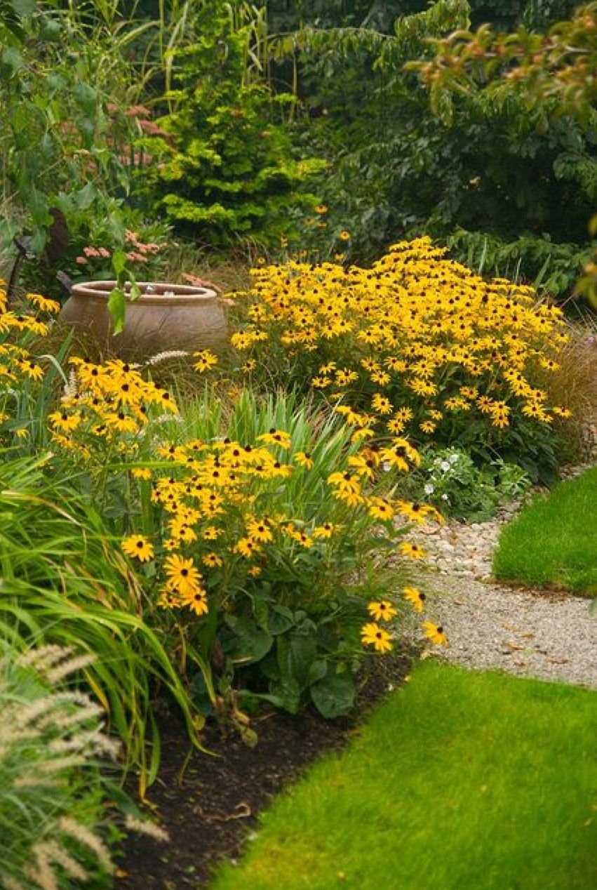 Рудбекия многолетняя золотой шар