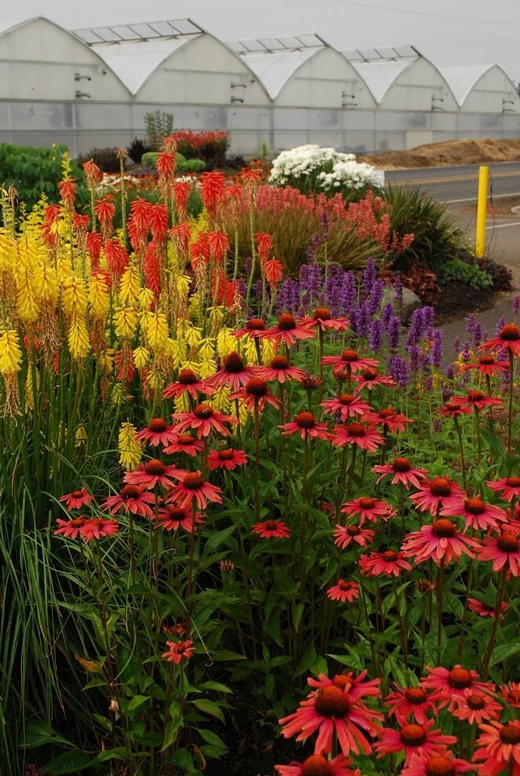 Миксбордер книфофия