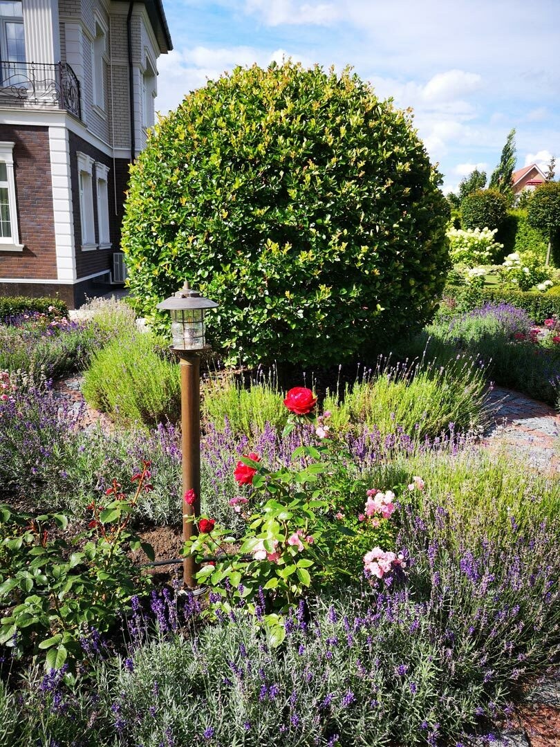 Боярышник сливолистный в ландшафтном