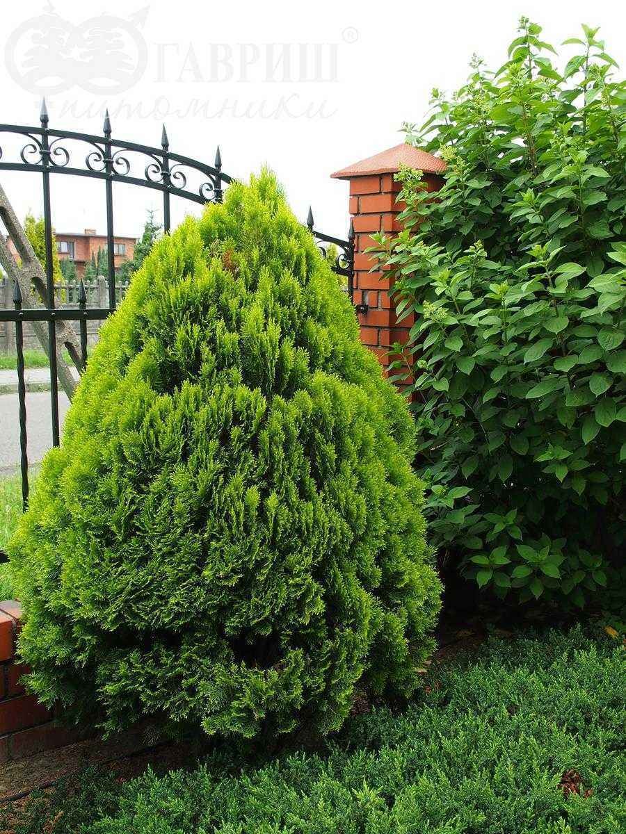 Туя Пирамидалис Ауреа