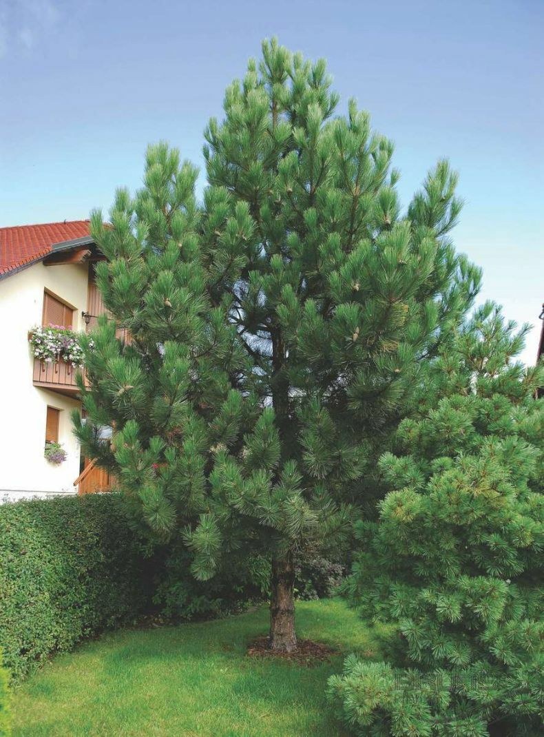 Pinus nigra Крымская сосна