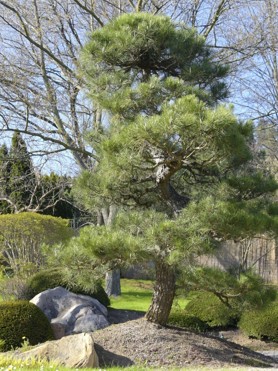 Сосна Тунберга японская черная