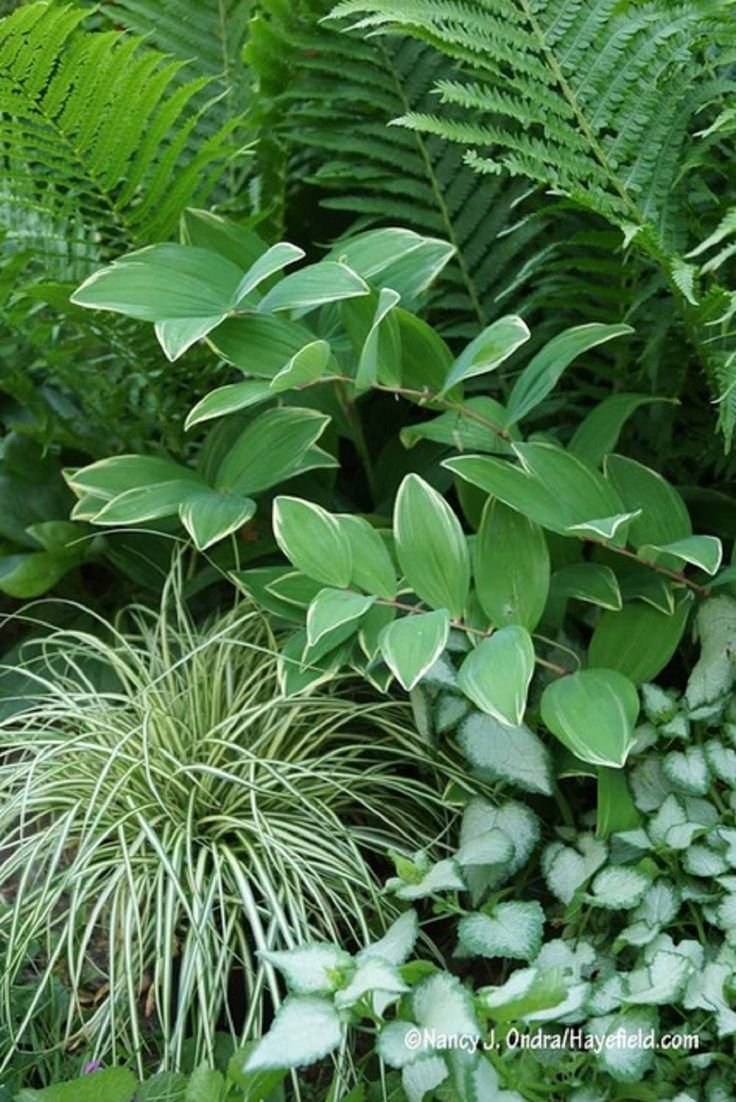 Купена серповидная Вариегатум