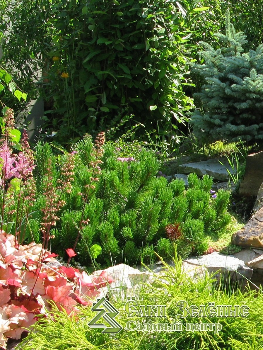 Сосна Горная Муго в миксбордере