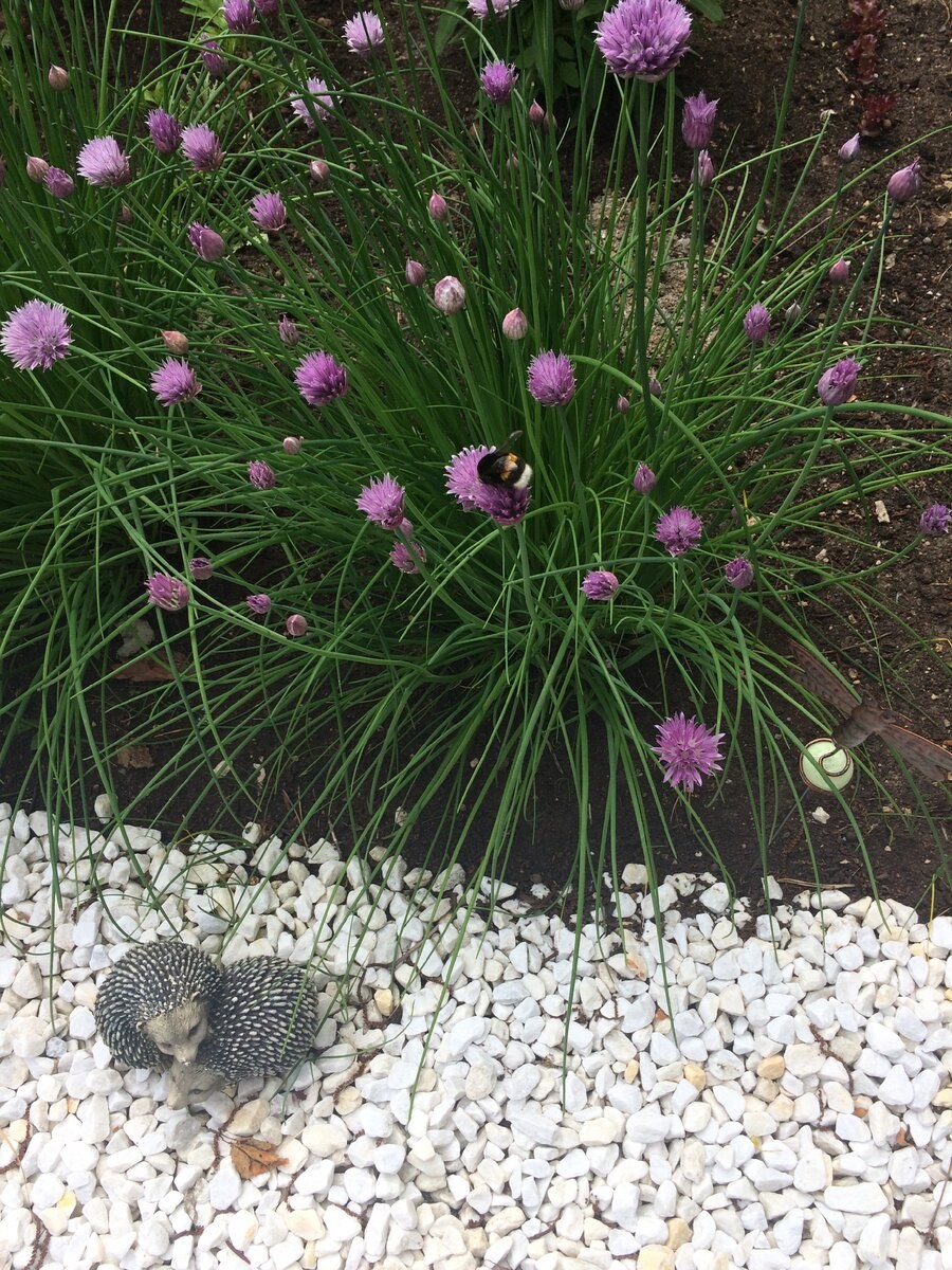 Лук шнитт эгоист (а)