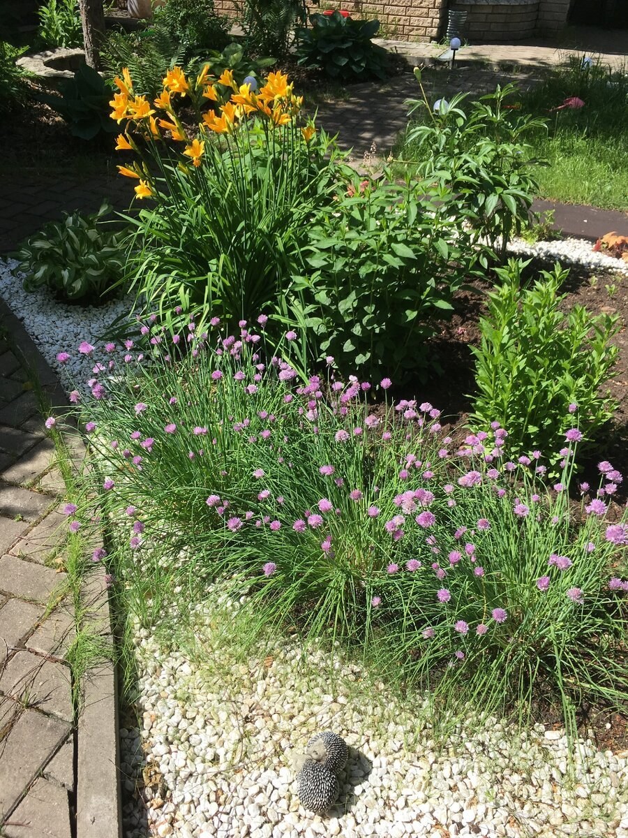 Декоративный лук шнитт