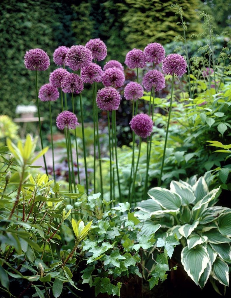 Аллиум шнитт лук