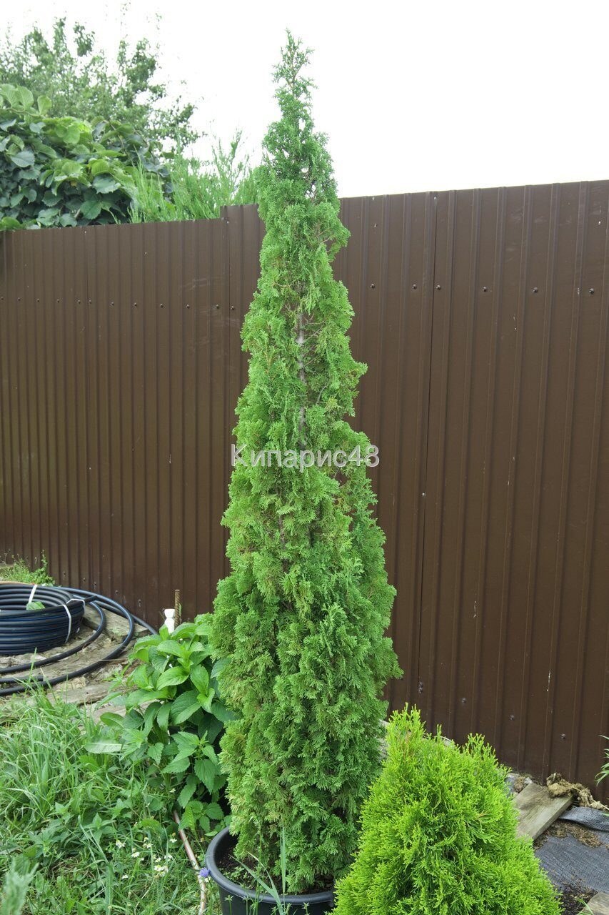 Туя Западная spiralis (Спиралис)