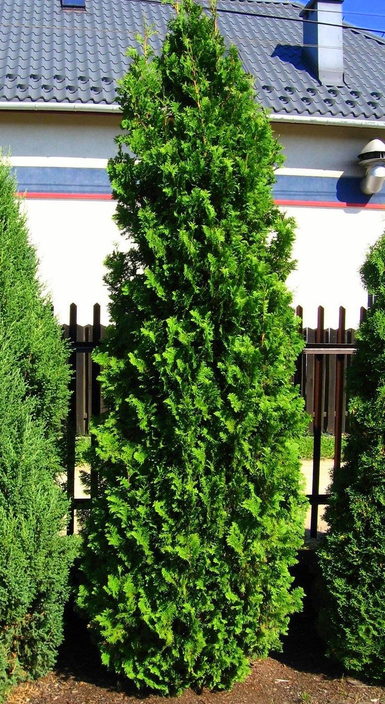 Туя Западная Спиралис