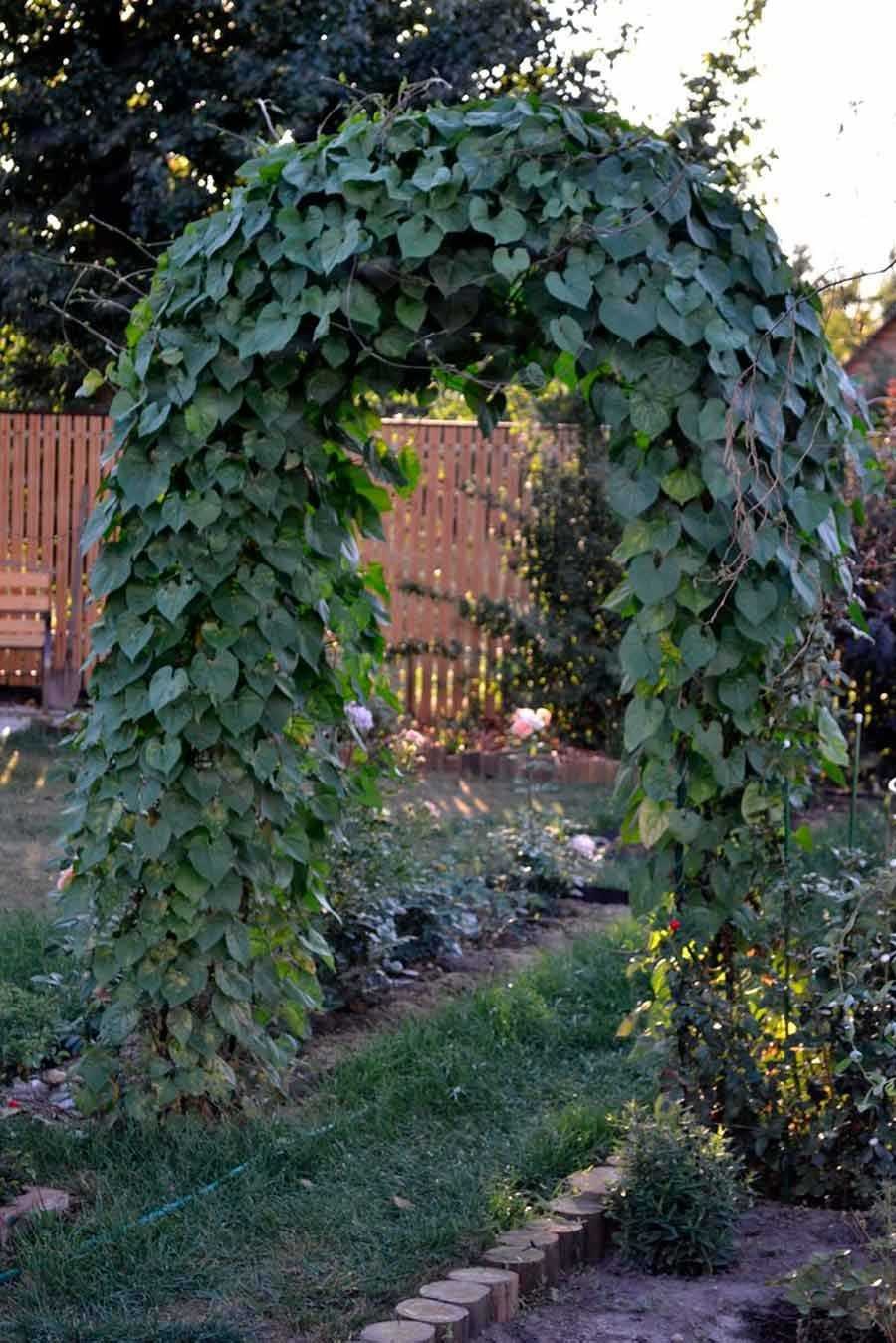 Вьюн девичий виноград