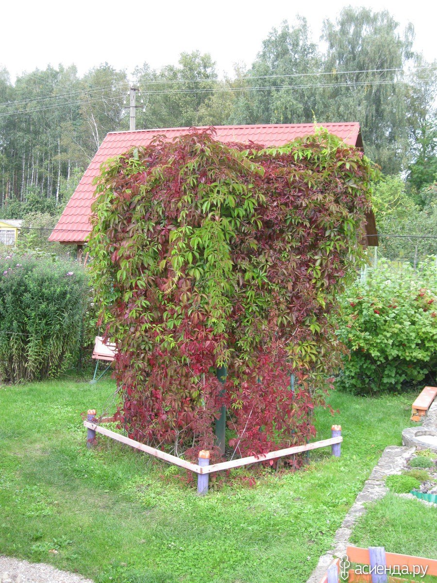 Девичий виноград на даче