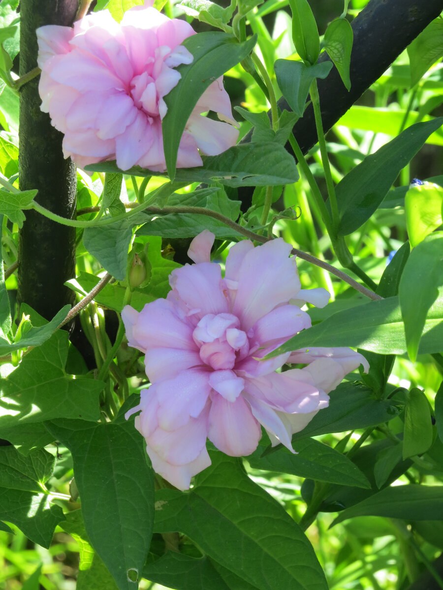 Цветок калистегия махровая