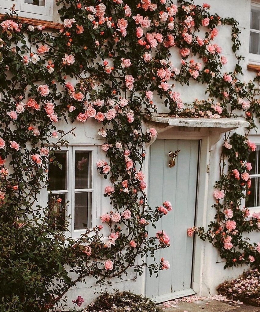 Роза Камелия плетистая