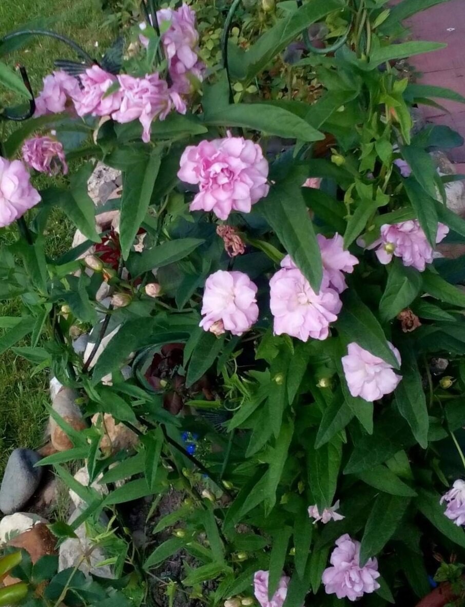 Лиана калистегия