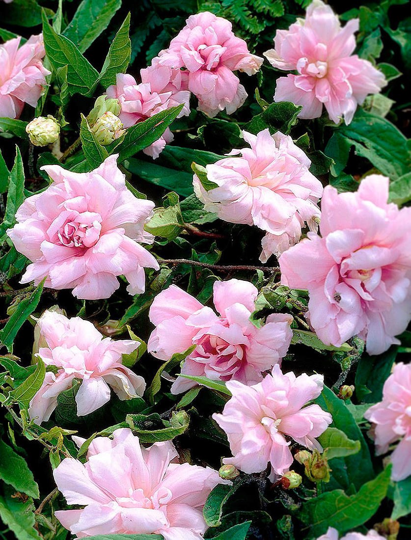 Лиана калистегия