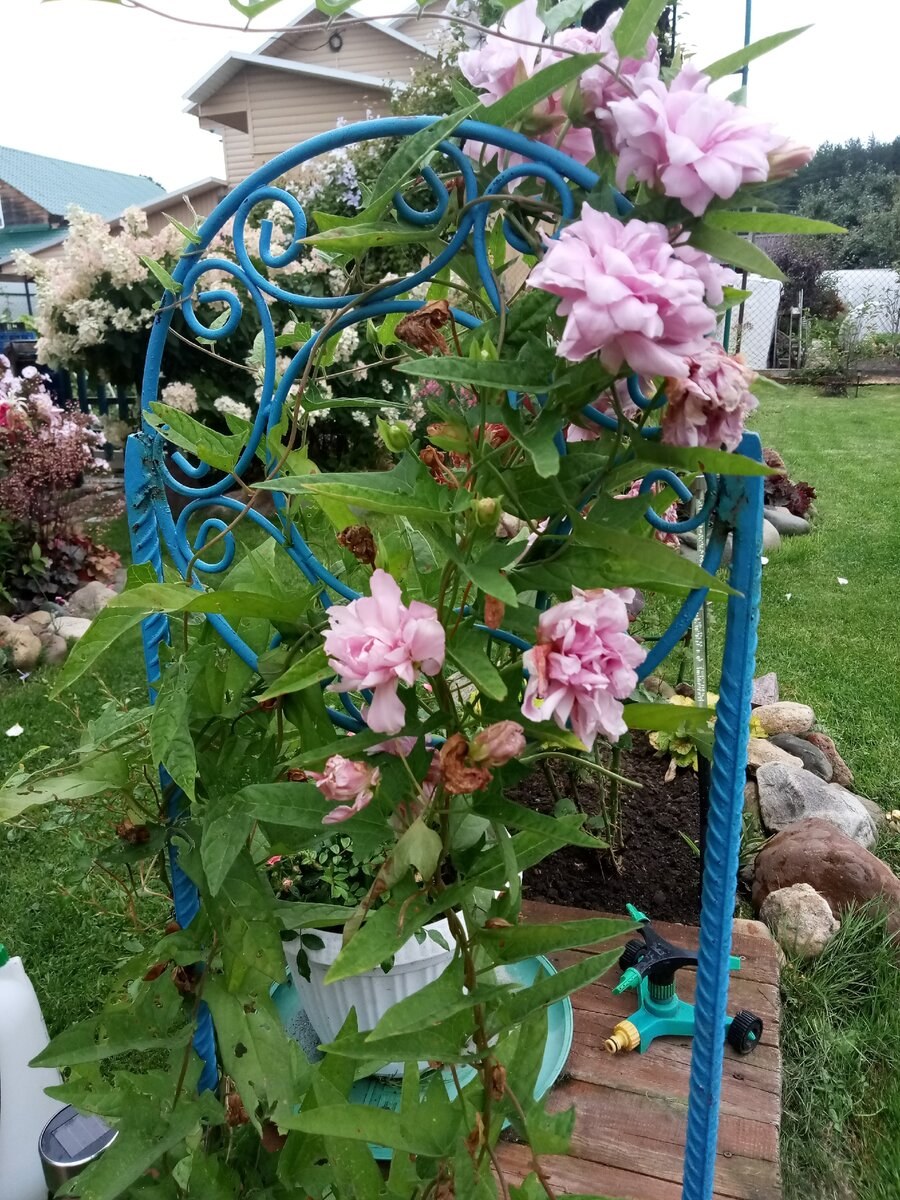 Лиана калистегия