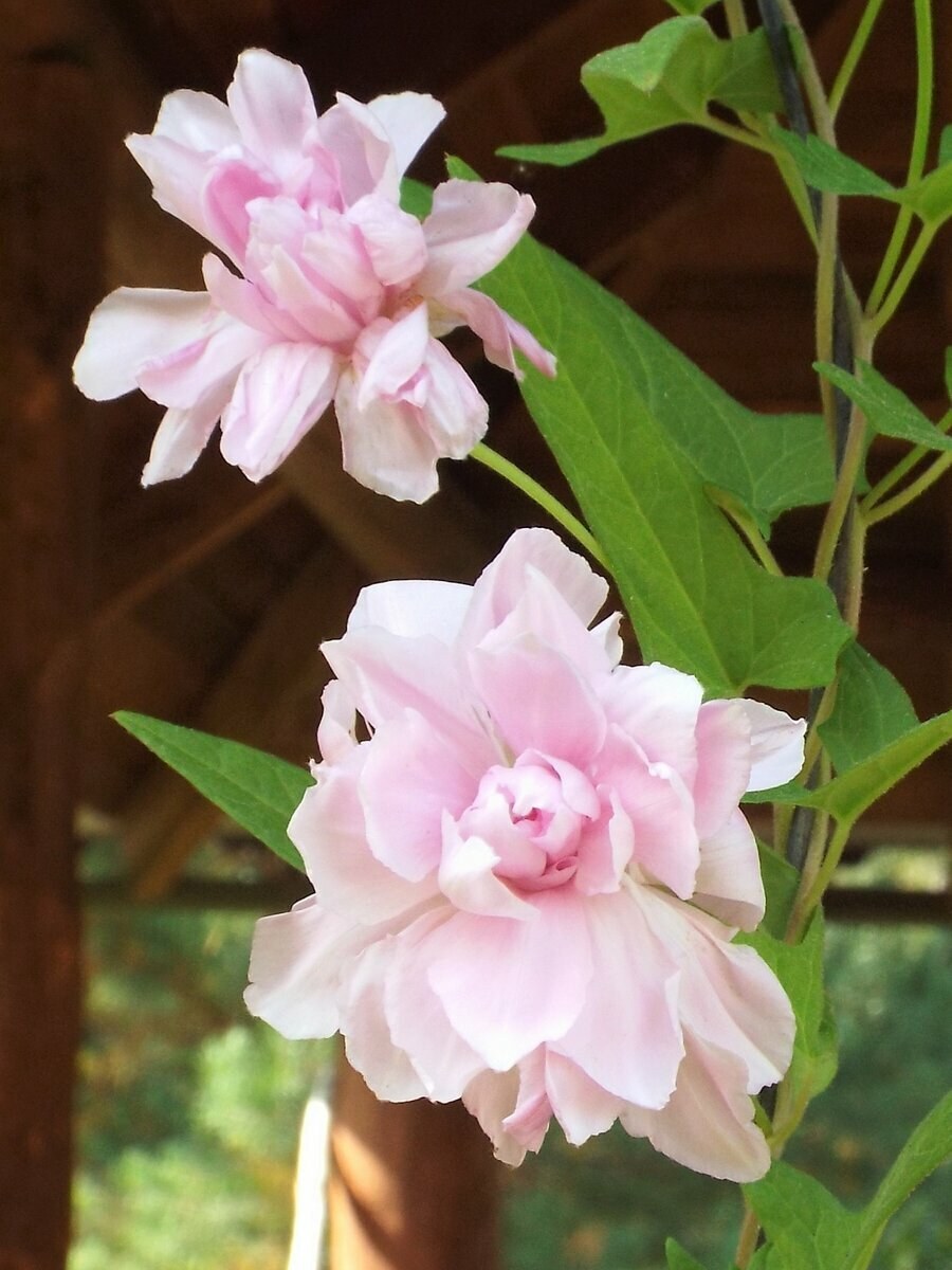 Калистегия махровая ( Сибирская роза)