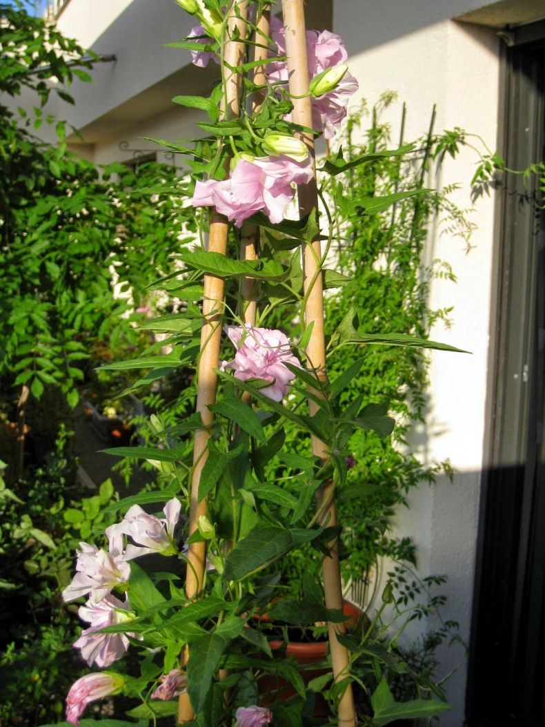 Калистегия вьющаяся Лиана