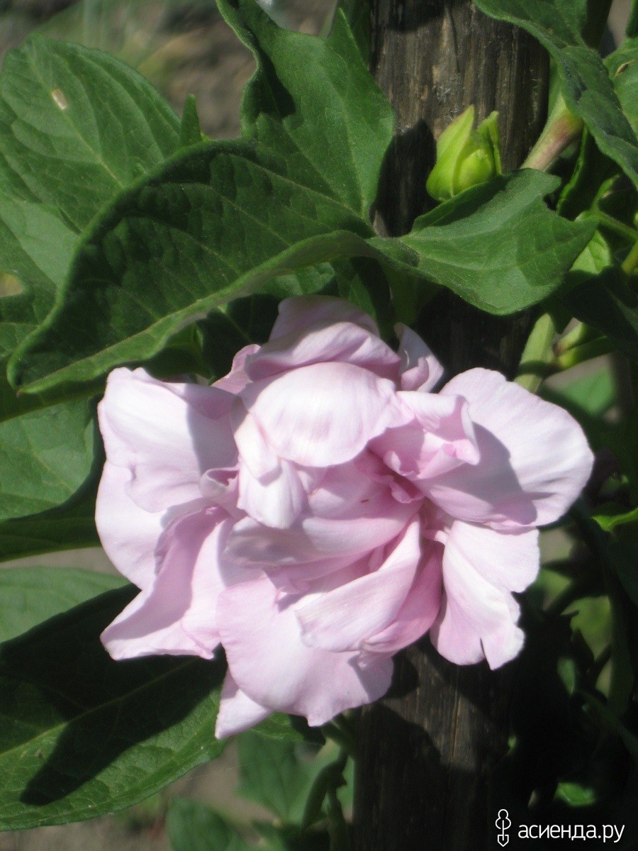 Лиана калистегия