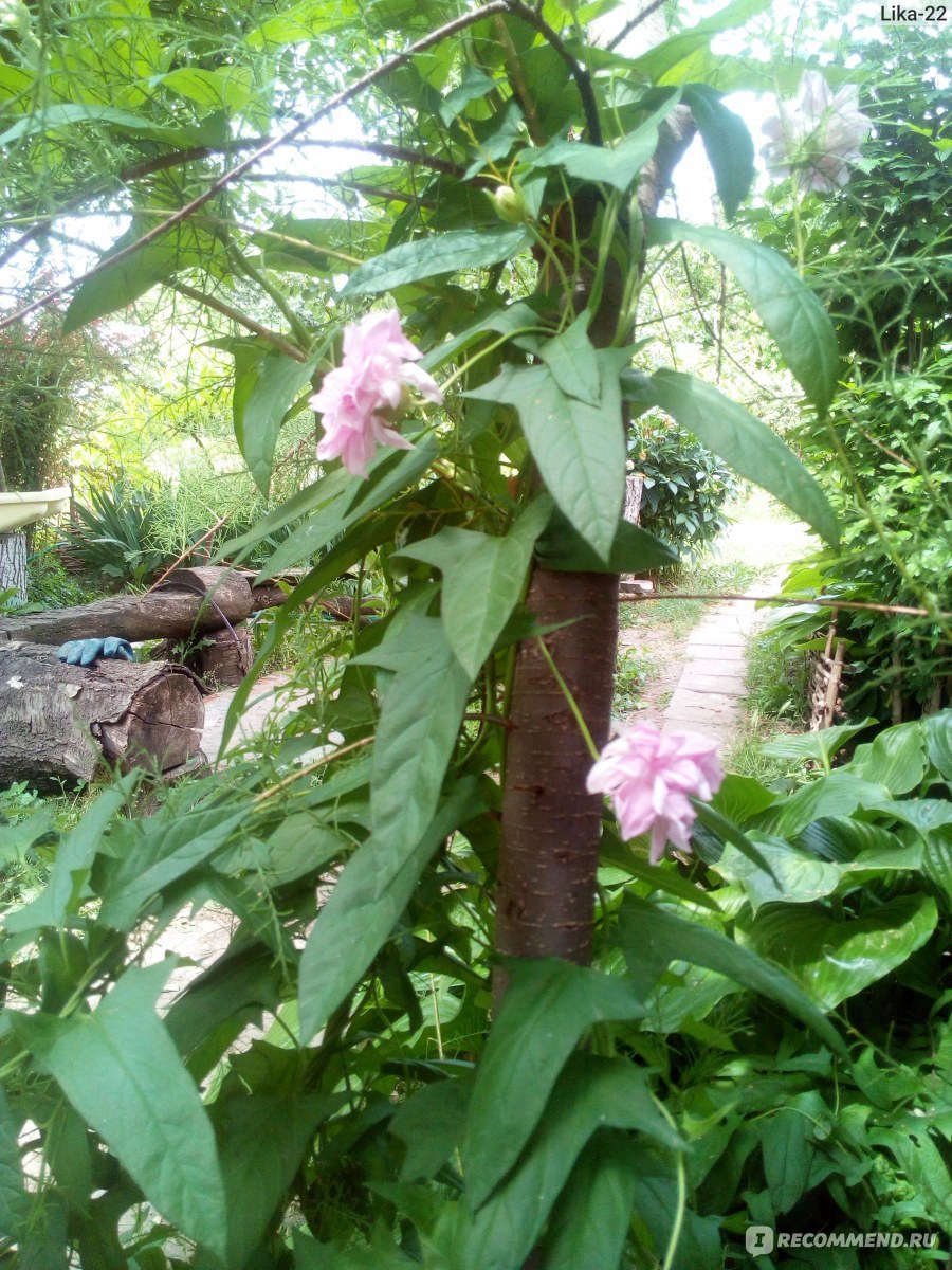 Лиана калистегия махровая