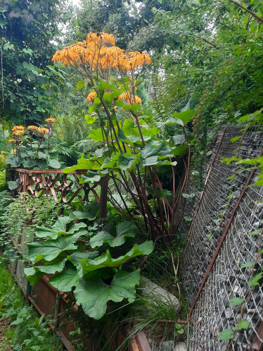 Бузульник Пржевальского Ligularia przewalskii