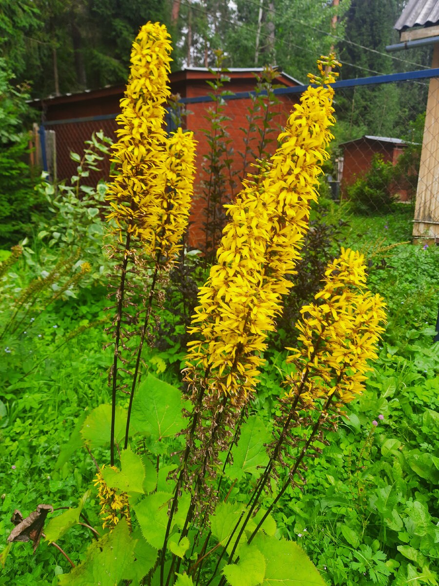 Бузульник Пржевальского, узкоголовчатый