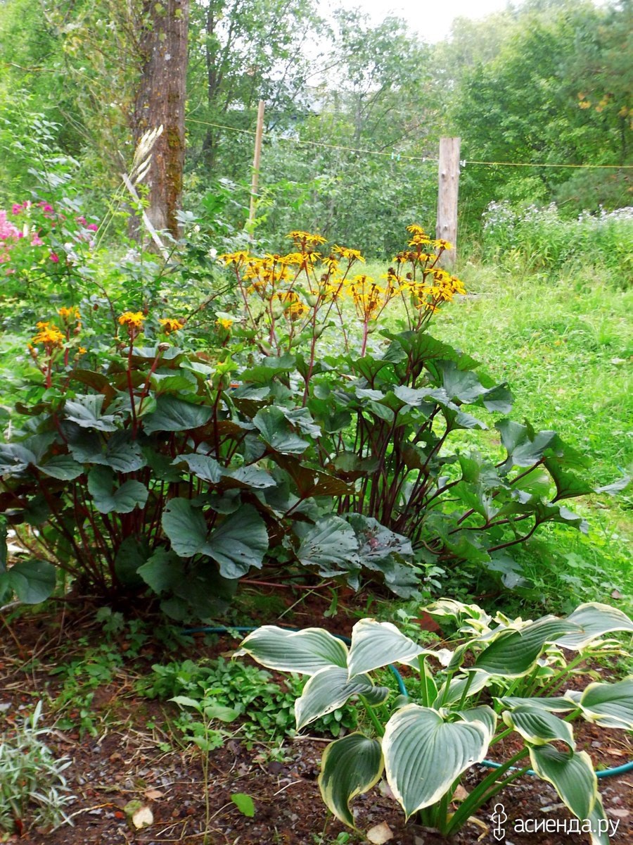 Бузульник Пржевальского и хста