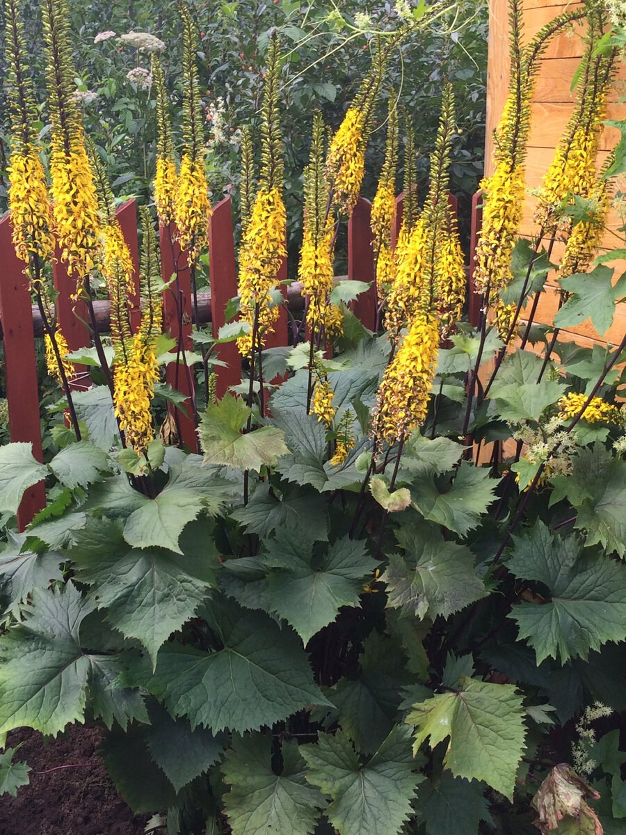 Бузульник в ландшафтном дизайне с чем сочетается (86 фото)