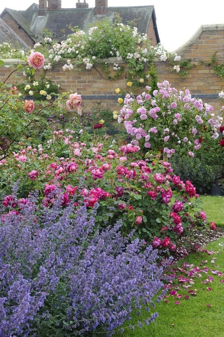 Розы с котовником и лавандой