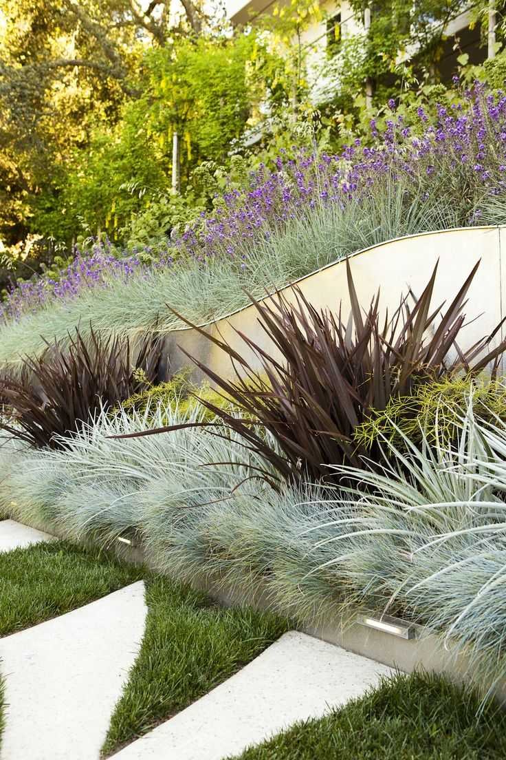 Овсяница сизая