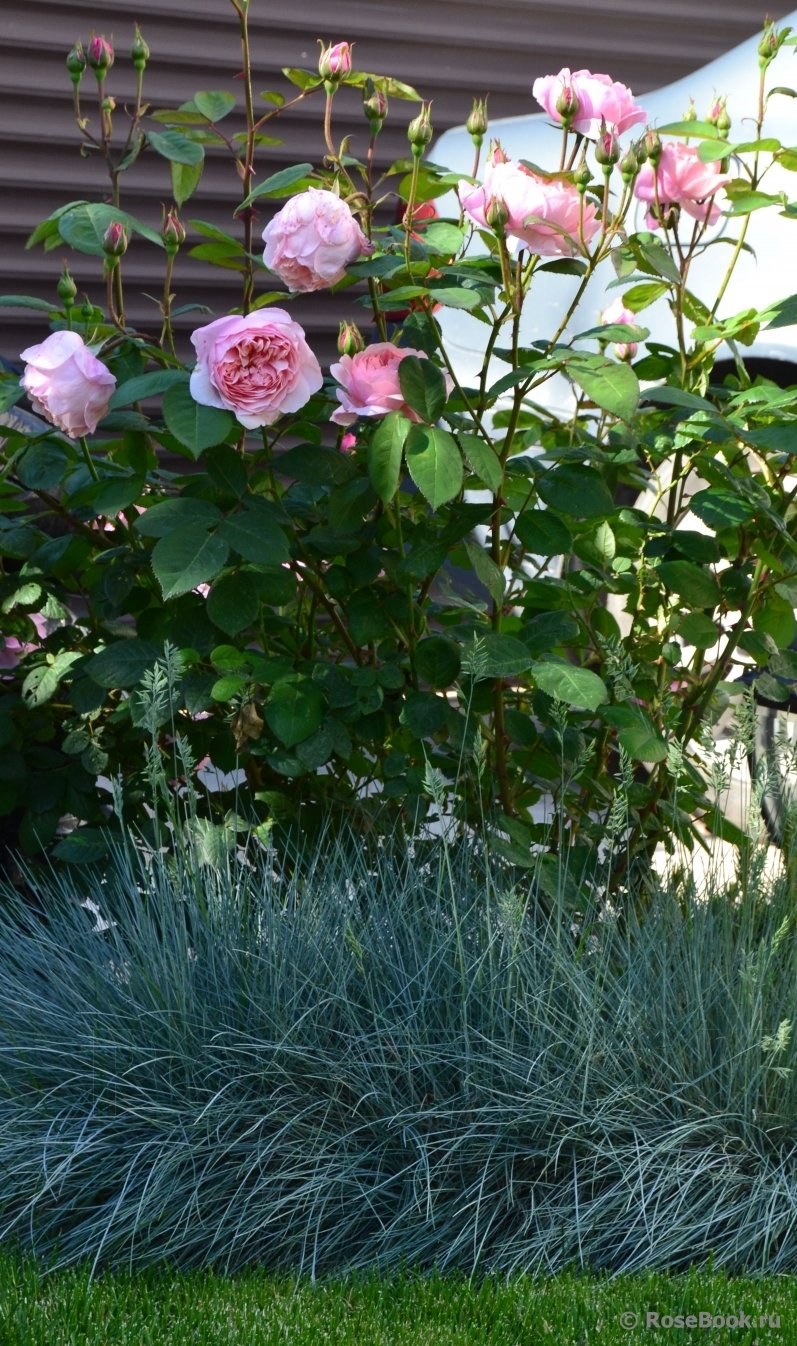 Мискантус и розы