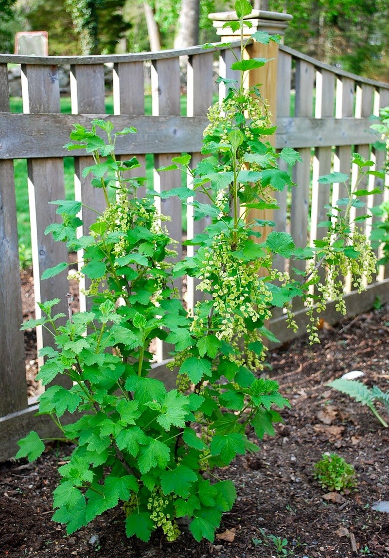 Черная смородина в саду